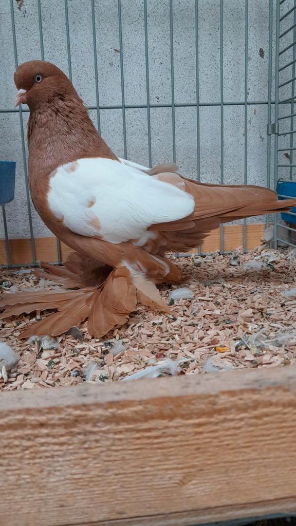 Koppel geel-witschild oud Hollandse tuimelaars, Dieren en Toebehoren, Vogels | Duiven, Overige soorten, Meerdere dieren