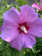 Hibiscus struiken te koop, Tuin en Terras, Planten | Struiken en Hagen, Ophalen, Overige soorten, Minder dan 100 cm