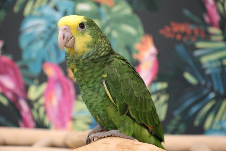 Jonge Baby Dubbel Geelkop Amazones | Handtam | Nieuwsgierig, Dieren en Toebehoren, Vogels | Parkieten en Papegaaien, Papegaai