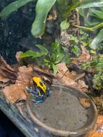 3x Dendrobates tinctorius Brasil, Dieren en Toebehoren, Reptielen en Amfibieën, Amfibie
