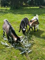 3 mooie dwerggeit bokjes cae en cl vrij, Dieren en Toebehoren, Schapen, Geiten en Varkens, Mannelijk, Geit