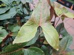 Alocasia Black Jack & Cyrtosperma Johnstonii, Ophalen of Verzenden, Eenjarig, Overige soorten, Volle zon