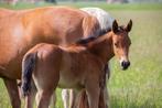 Meerdere paarden en pony's wegens inkrimping, Meerdere dieren, Onbeleerd, Gechipt, 0 tot 2 jaar