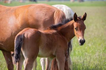 Meerdere paarden en pony's wegens inkrimping beschikbaar voor biedingen
