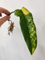 Philodendron Domesticum Variegated, Ophalen of Verzenden, Overige soorten, Minder dan 100 cm