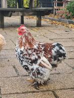 Gratis cochin kriel porselein haan, Dieren en Toebehoren, Pluimvee, Mannelijk, Kip