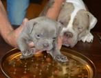 OLD ENGLISH BULLDOG PUPS, Dieren en Toebehoren, CDV (hondenziekte), 8 tot 15 weken, Bulldog, Meerdere dieren