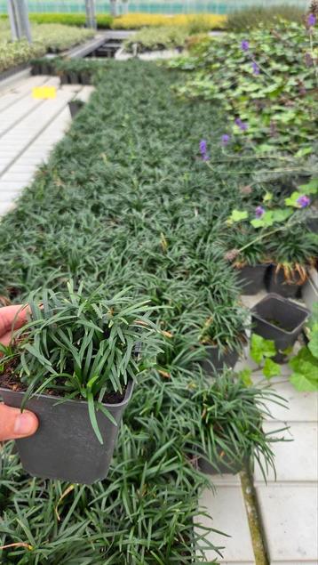 Ophiopogon jap minor - vaste plant - zeldzaam - 9cm pot beschikbaar voor biedingen