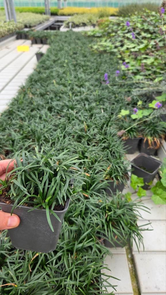 Ophiopogon jap minor - vaste plant - zeldzaam - 9cm pot, Tuin en Terras, Planten | Tuinplanten, Halfschaduw, Ophalen of Verzenden