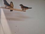 1-2 goudbuikjes ruilen, Dieren en Toebehoren, Vogels | Overige Vogels, Mannelijk, Tropenvogel, Geringd