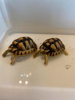 Testudo kleinmanni CB van 2022, Dieren en Toebehoren, Reptielen en Amfibieën, Schildpad, 3 tot 6 jaar