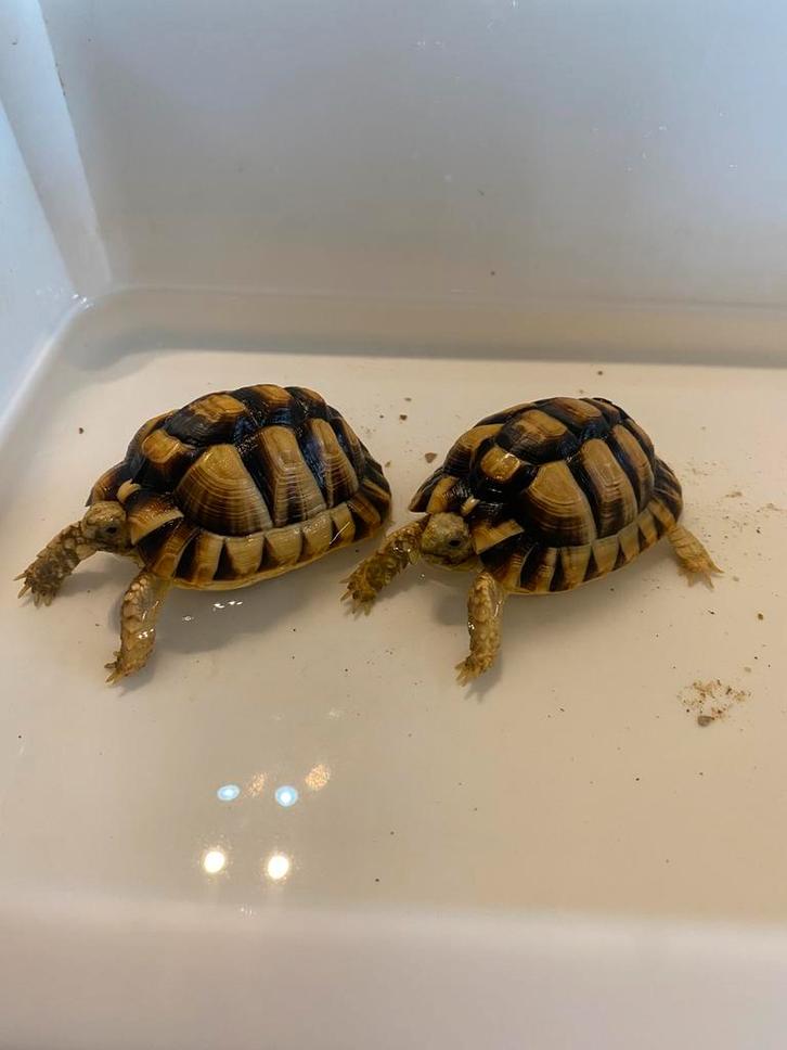 Testudo kleinmanni CB van 2022