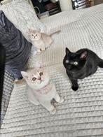britsekorthaar kittens 2 poezen mogen ze verhuisen, Meerdere dieren