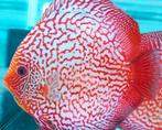 Discus Red snakeskin ca 11 cm - siner - Koidream Valburg, Dieren en Toebehoren, Vis, Zoetwatervis