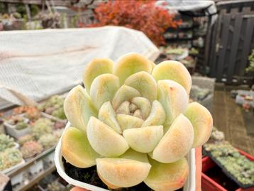Echeveria candy/pot 5cm/vetplant/succulent beschikbaar voor biedingen