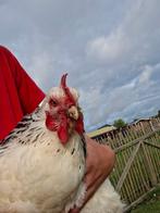 4 Sussex Columbia (groot) hennen || 2023, Dieren en Toebehoren, Pluimvee, Vrouwelijk, Kip