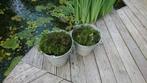 2 emmers zuurstofplanten €15, Ophalen