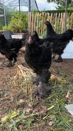 3 brahma hanen  te koop, Dieren en Toebehoren, Pluimvee, Mannelijk, Kip