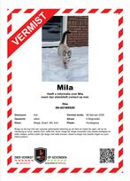 VERMIST: Kat Mila – Hurdegaryp, Kat