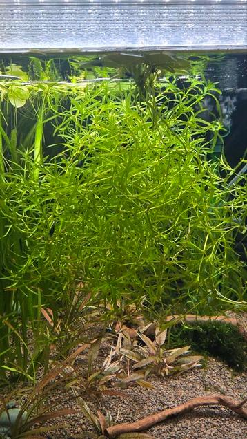Guppy gras - Najas guadalupensis beschikbaar voor biedingen