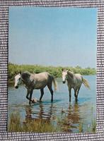 Twee schimmels in laag water, Ophalen of Verzenden, 1980 tot heden, Ongelopen, Paard
