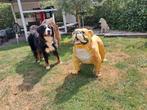 Zeer Grote Polyester Bull Dog in prachtig geleefde staat., Ophalen, Gebruikt, Dier