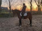 mooie brave D recreatiepony, Dieren en Toebehoren, Pony's, Zadelmak, 3 tot 6 jaar, Recreatiepony, D pony (1.37m tot 1.48m)