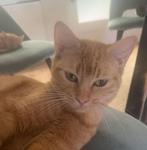 2 poezen, Dieren en Toebehoren, Katten en Kittens | Raskatten | Korthaar, Poes, 0 tot 2 jaar