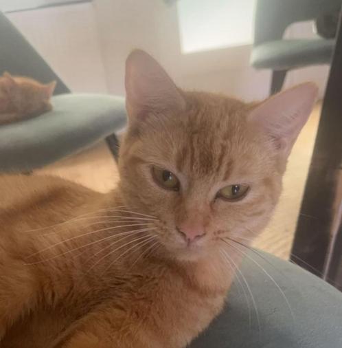 2 poezen, Dieren en Toebehoren, Katten en Kittens | Raskatten | Korthaar, Poes, 0 tot 2 jaar