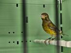 Bastaard europese kanarie x jaspis raza, Dieren en Toebehoren, Vogels | Overige Vogels, Mannelijk, Wildzangvogel, Geringd