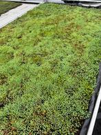 Goedkoopste sedummatten, Ophalen, Overige soorten, Volle zon