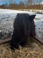 2 shetlandponys van 2 jaar .en hengstje 1 jaar, Dieren en Toebehoren, Pony's, Merrie, Met stamboom, 0 tot 2 jaar, A pony (tot 1.17m)