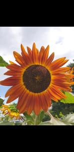 Mooi grote zonnebloemen, in vele kleuren., Ophalen of Verzenden, Voorjaar, Zaad, Volle zon