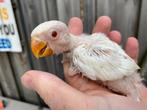 Jonge Albino Agapornis Fischeri dwergpapegaai, Dieren en Toebehoren, Geslacht onbekend, Dwergpapegaai of Agapornis, Geringd