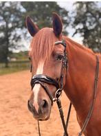 Knappe allround D pony, Dieren en Toebehoren, Pony's, Dressuurpony, M, 7 tot 10 jaar, D pony (1.37m tot 1.48m)