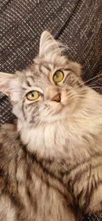 Siberische poes, Dieren en Toebehoren, Poes