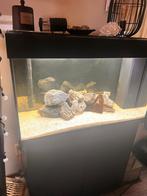 Juwel 250 lieter, Dieren en Toebehoren, Ophalen, Gebruikt, Leeg aquarium