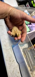 Kwartels, Meerdere dieren, Overige soorten