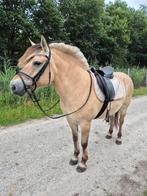 Prachtige Fjordenmerrie., Dieren en Toebehoren, Paarden, Merrie, Minder dan 160 cm, Zadelmak, 11 jaar of ouder