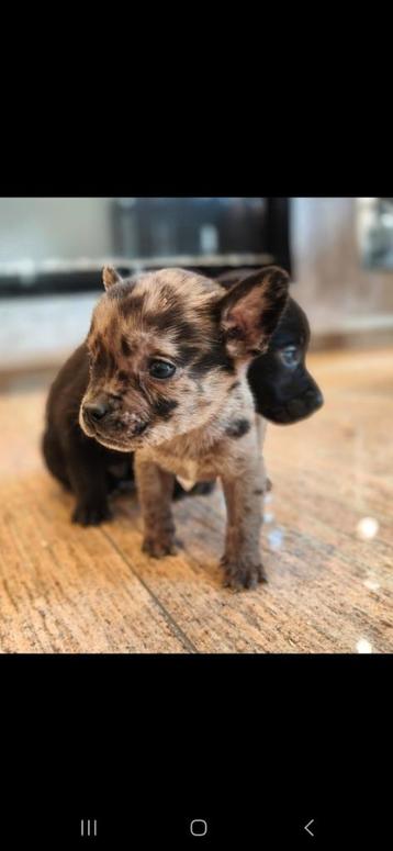 Franse bulldog /herder x labrador beschikbaar voor biedingen