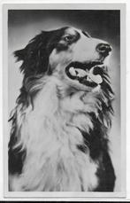 Collie ( Hond ) oude ongelopen Ansichtkaart ( B3092), Ophalen of Verzenden, Voor 1920, Ongelopen