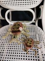 Spidy - Moederspin en spinnenkind van Steiff, Ophalen