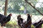 Grote dubbelgezoomde barnevelders, Dieren en Toebehoren, Pluimvee, Meerdere dieren, Kip