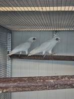 Diverse papagaaien parkieten en loris bij Animal trade, Dieren en Toebehoren, Vogels | Parkieten en Papegaaien, Meerdere dieren