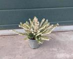 Erica darleyensis 'White Perfection ', Tuin en Terras, Planten | Tuinplanten, Volle zon, Vaste plant, Winter, Ophalen