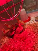 Indische loopeenden pullen, Dieren en Toebehoren, Geslacht onbekend, Eend