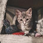 Dieren, Boeken, Ophalen, Zo goed als nieuw, Katten