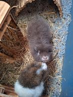 2 lieve cavia beertjes, Dieren en Toebehoren, Knaagdieren, Cavia, Juni, Mannelijk, Tam