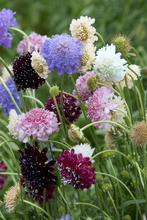 Duifkruid/scabiosa zaden, Tuin en Terras, Ophalen of Verzenden, Volle zon