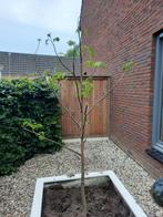 Walnotenboom, Tuin en Terras, Planten | Bomen, Ophalen, Overige soorten, 100 tot 250 cm